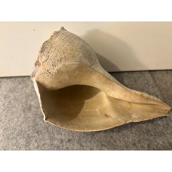 1 Medium to Somewhat Large Whelk Shell 10.5 " # 3030 - Picture 4 of 5